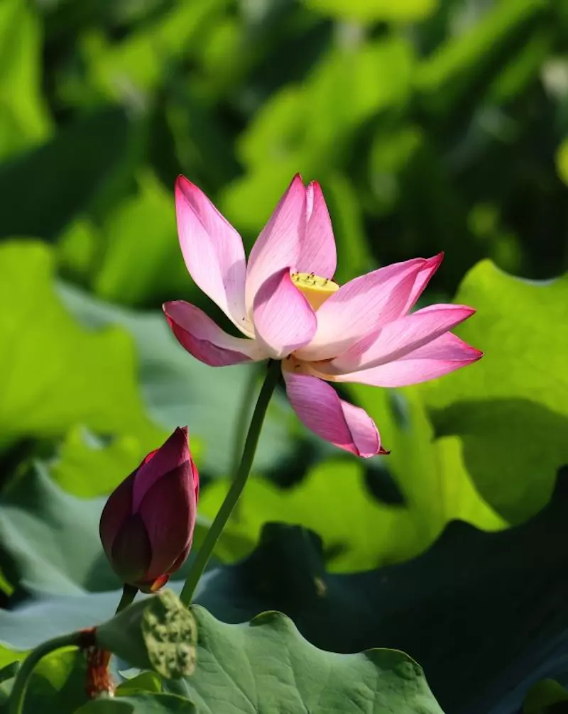 新江湾湿地生态观鸟拍鸟基地
