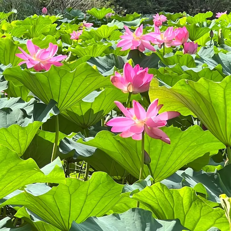 青龙湖公园