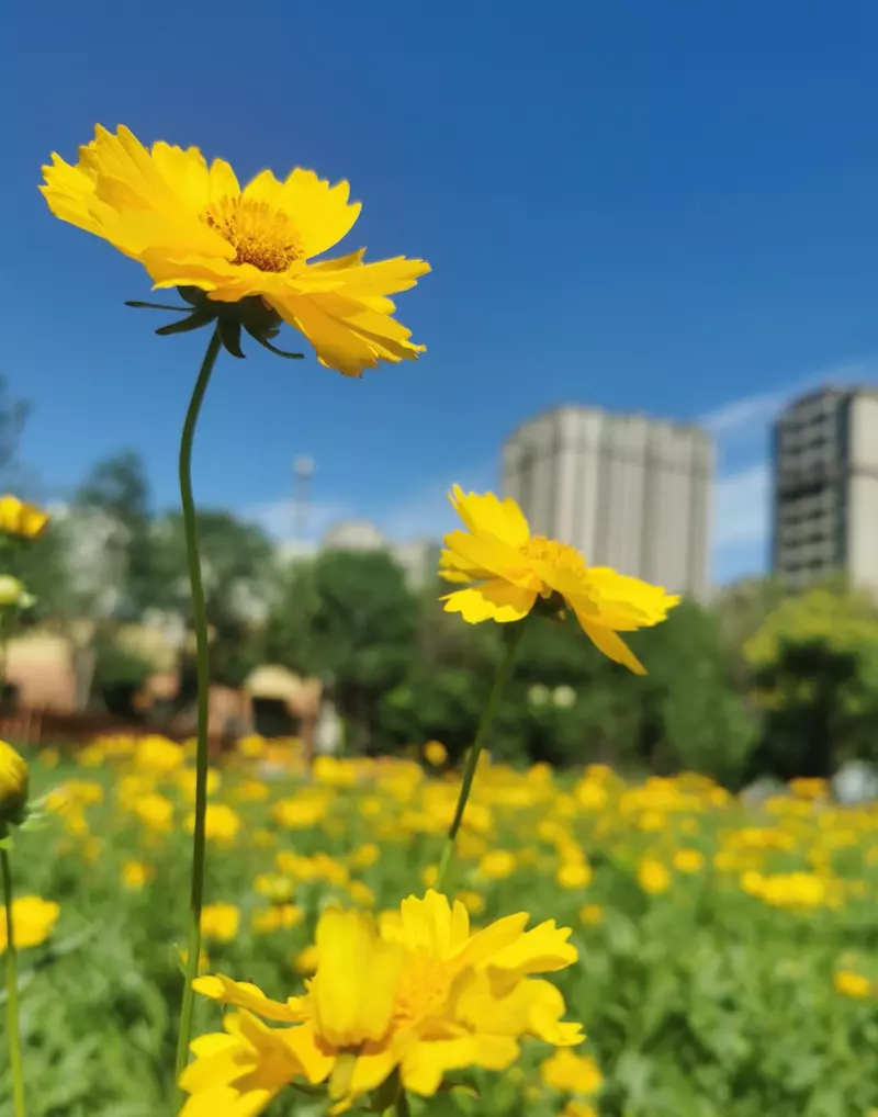 学府公园