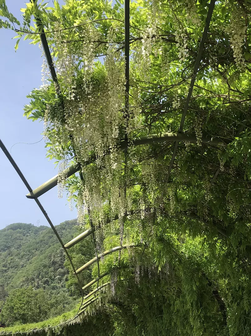 秦巴生态植物园