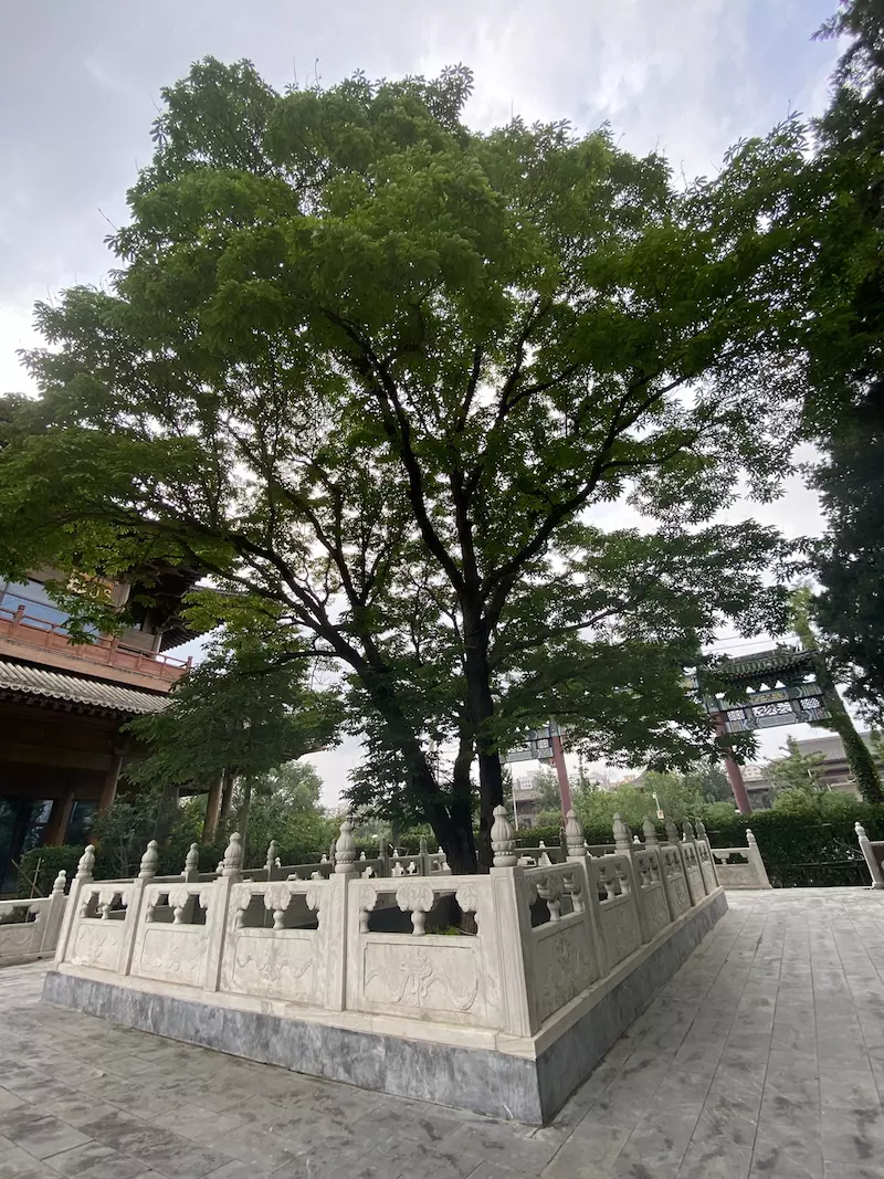 菩提园