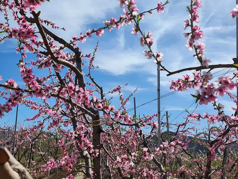 平谷区桃花海主景区