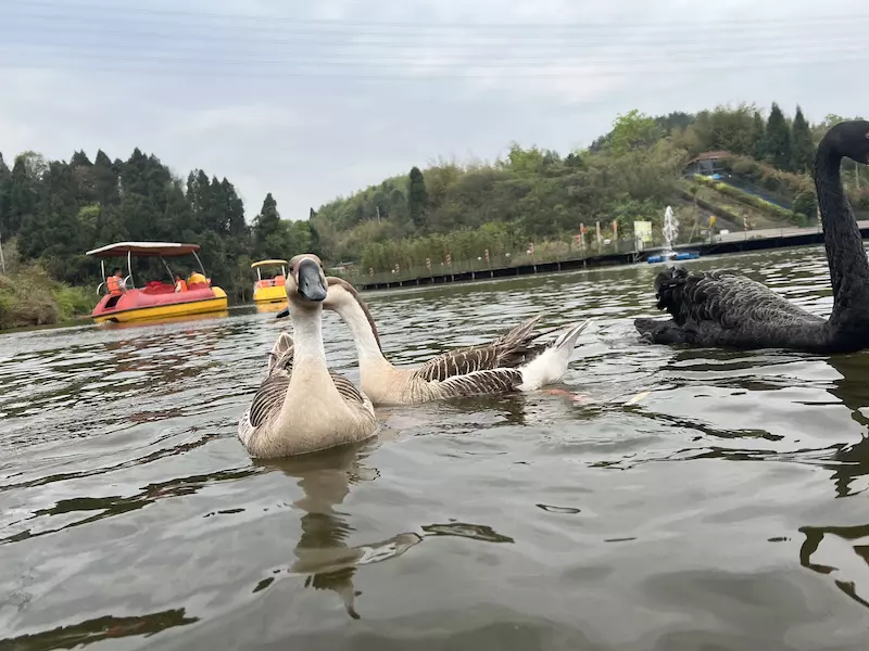 宜宾野生动物世界