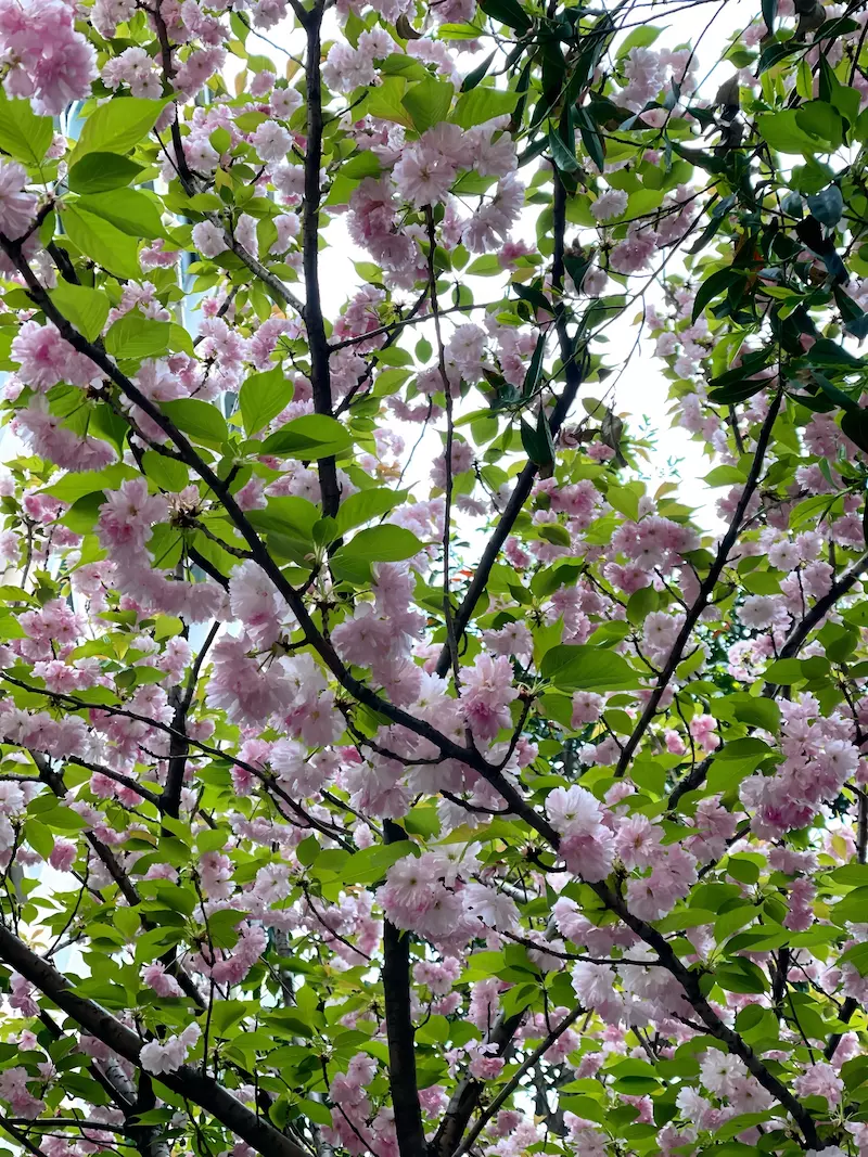 百花园