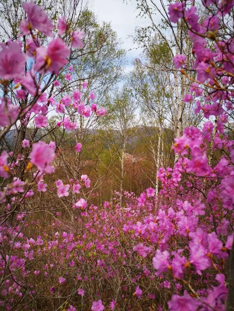 杜鹃山景区