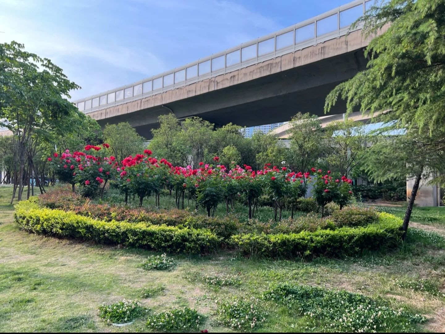 金水·环岛公园