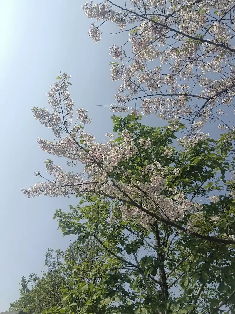 石子湖公园