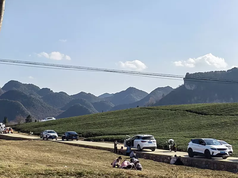 十二茅坡梅格樱花园