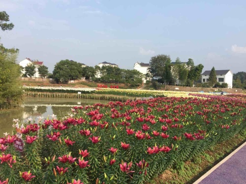 荆溪花海