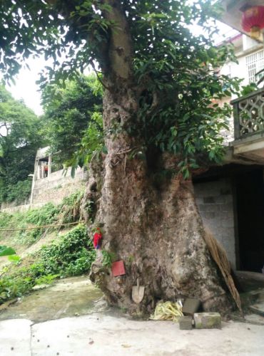 那岩古木寨