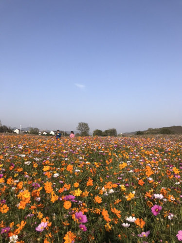 山水涧花海