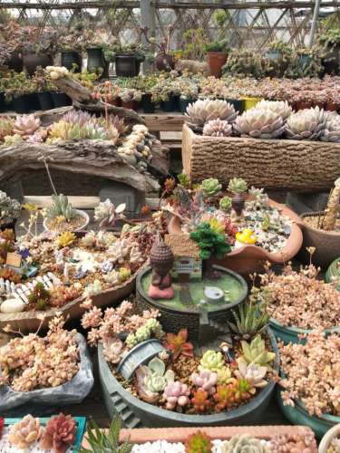 四月天多肉植物园