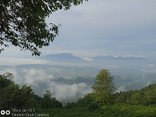 蒙顶山老川茶观光园