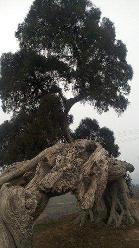 刘秀柏
