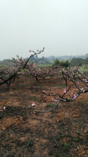 姚渡龙门桃花沟风景区