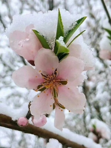 顶盛国际花园休闲广场