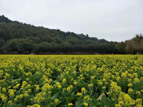 火山镇油菜花基地