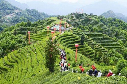 天福观光茶园