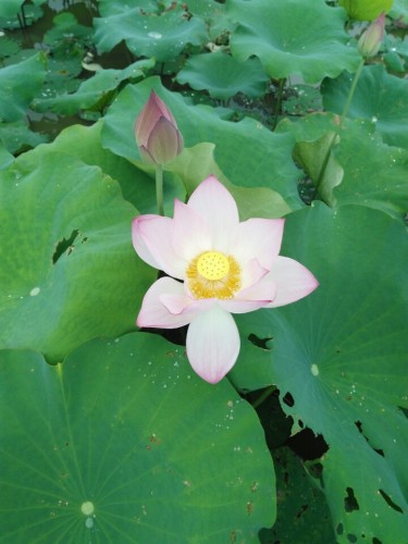 布镜湖·荷莲世界