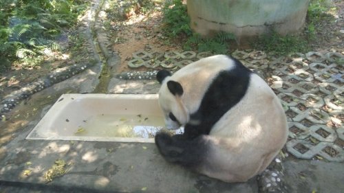 福州熊猫世界