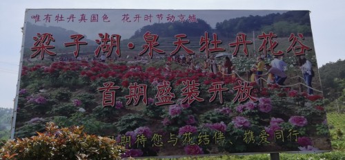 梁子湖·泉天牡丹花谷