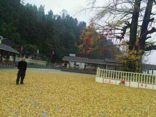 黄都社区石坝银杏广场