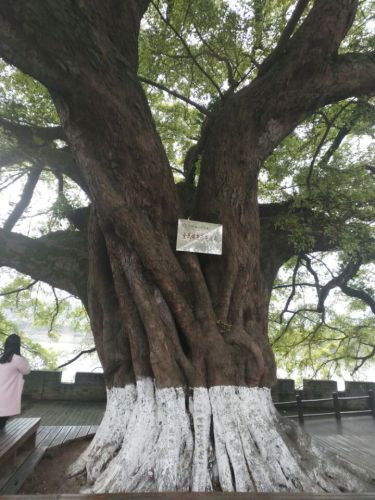 赣州市樱花公园健康主题公园