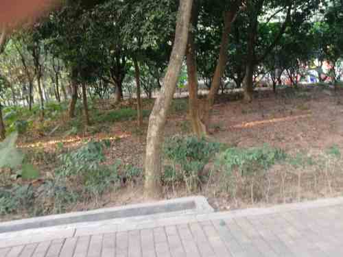 碧头社区公园