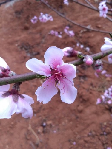 务本桃花景区