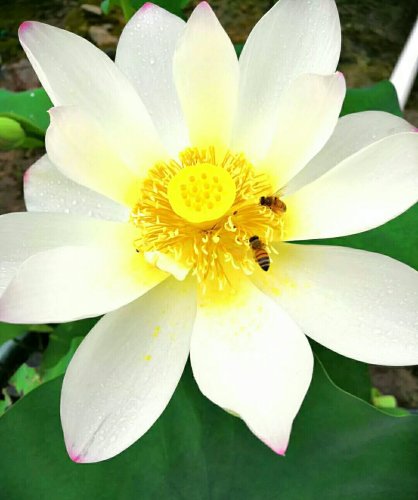 荷花池