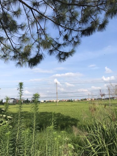 蜚英塔
