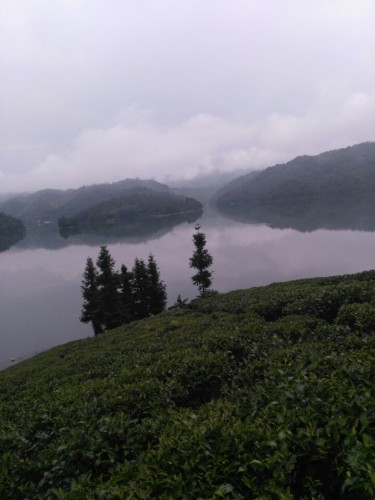 丹霞天雄生态观光茶园