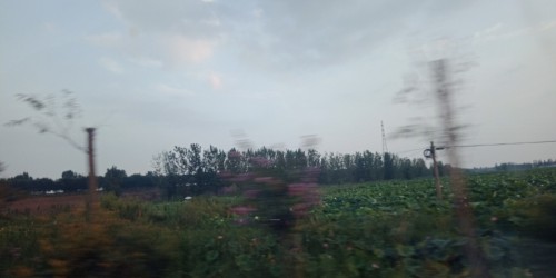 方里莲花池