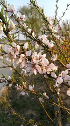 孟村饶安公园