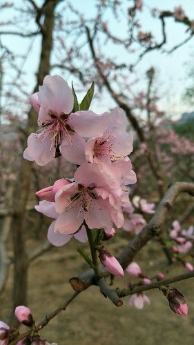 伊祁山万顷桃林农庄民俗文化园