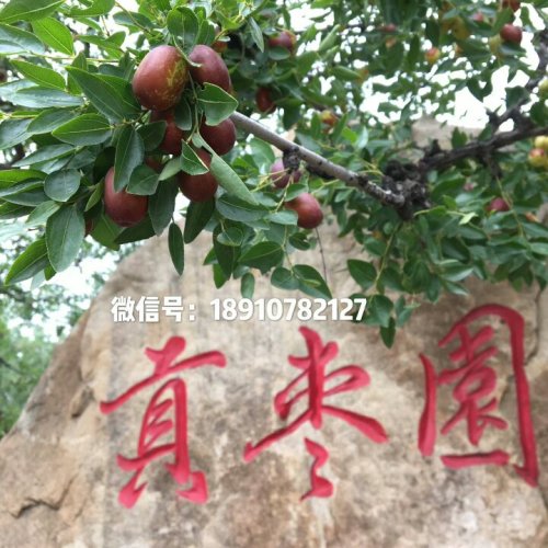 稷山枣园观景台