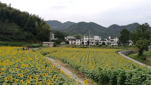 蜀源优昙谷景区