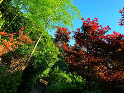 齐山植物公园