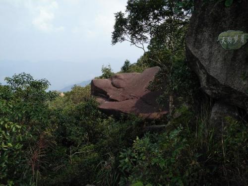 贡鸭山生态森林园