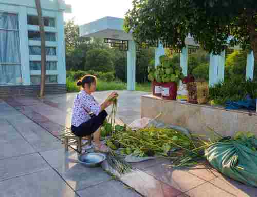 团湖荷花公园