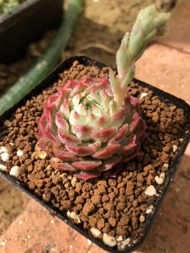 天天多肉植物园