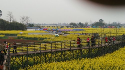 高坪镇菜花节旅游观光区