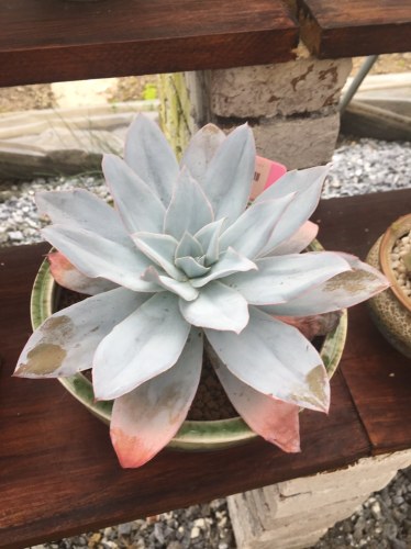 美妙园艺