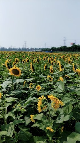 太原市北部现代农业公园