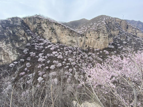 陕州十里桃花