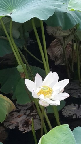 柳洼公园