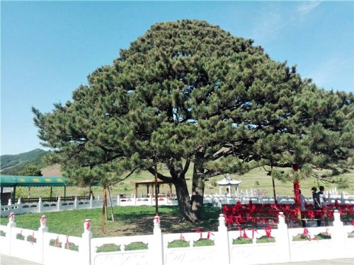 大清神树