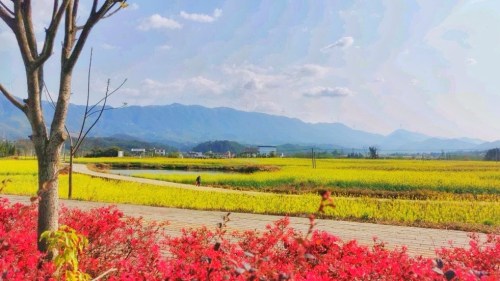 十大最美油菜花观赏地(杨村镇)