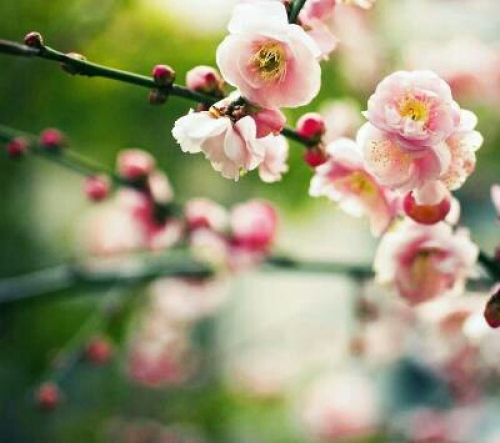 桃花谷