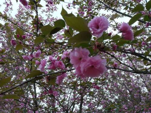 白圣村樱花公园